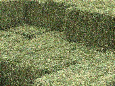 285 per bale. . Grass hay for sale craigslist